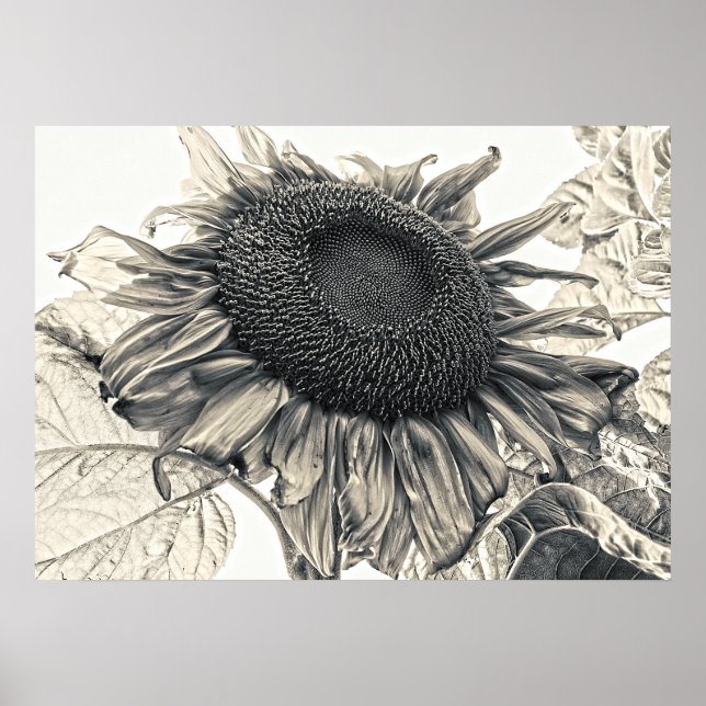 Giant Sunflowers Vintage Sepia Botanical Art Poster (Front)