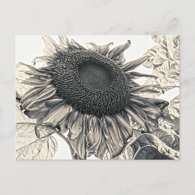 Giant Sunflowers Vintage Sepia Decoupage Art Postcard (Front)