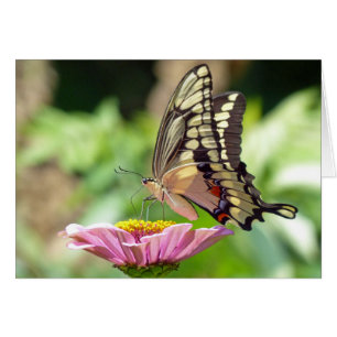 Giant Swallowtail Butterfly