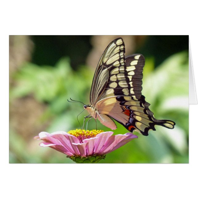 Giant Swallowtail Butterfly (Front Horizontal)