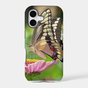 Giant Swallowtail Butterfly
