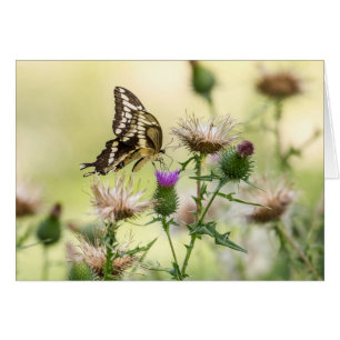 Giant Swallowtail Butterfly
