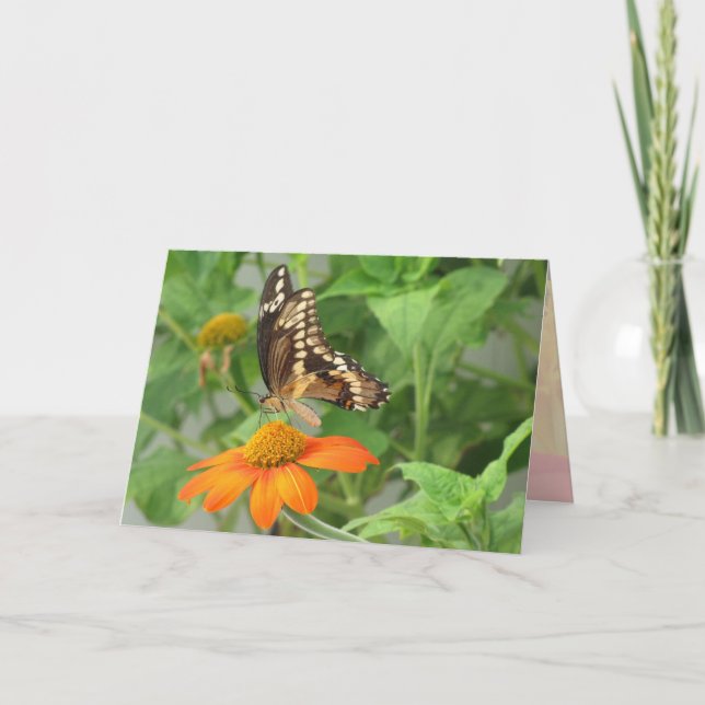 Giant Swallowtail Butterfly Card (Front)