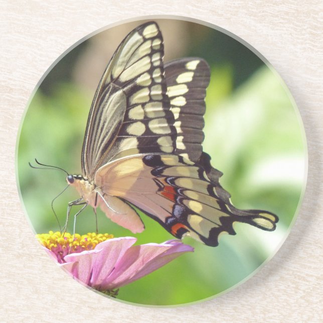 Giant Swallowtail Butterfly Coaster (Front)