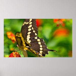 Giant Swallowtail Butterfly In Wildflowers Poster