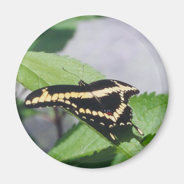 Giant Swallowtail butterfly - magnet (Front)