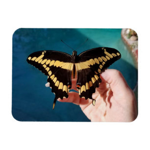Giant Swallowtail Butterfly Magnet