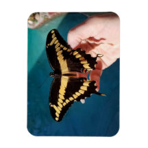 Giant Swallowtail Butterfly 