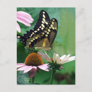 Giant Swallowtail Butterfly on Flowers Postcard