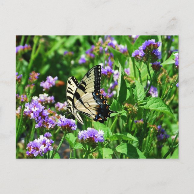 Giant Swallowtail Butterfly on Purple Statice Postcard (Front)