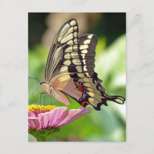 Giant Swallowtail Butterfly Postcard