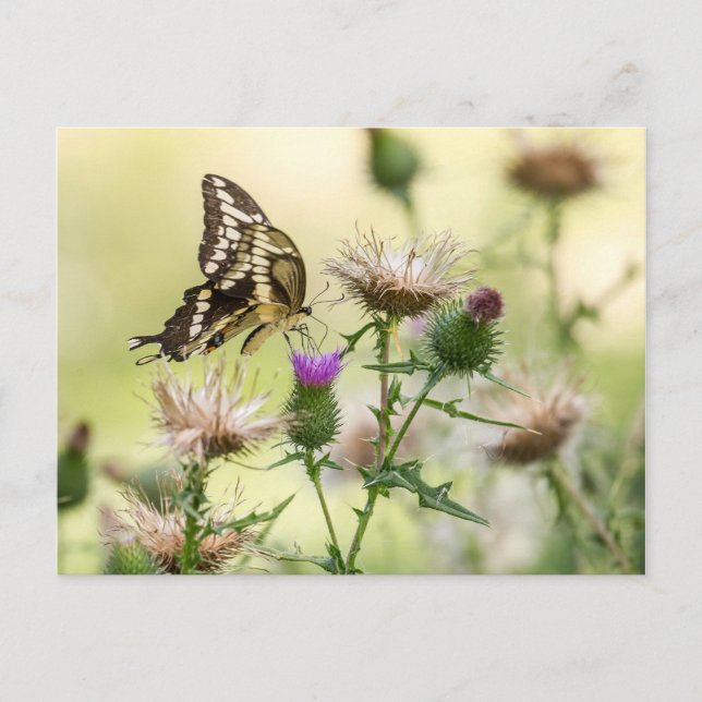 Giant Swallowtail Butterfly Postcard (Front)