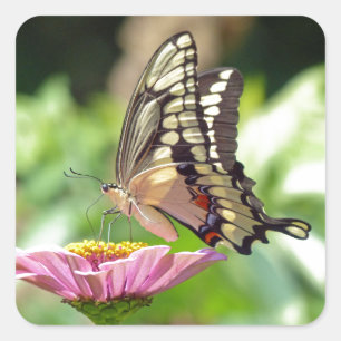 Giant Swallowtail Butterfly Square Sticker