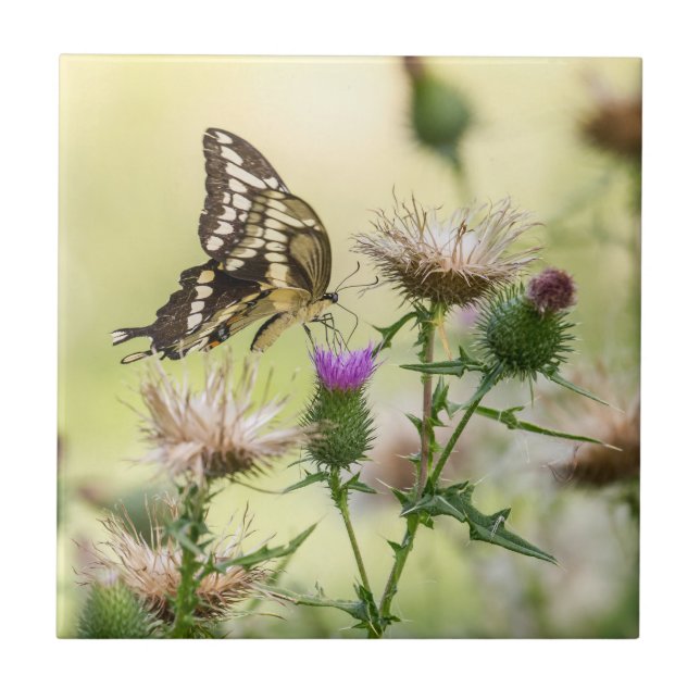 Giant Swallowtail Butterfly Tile (Front)