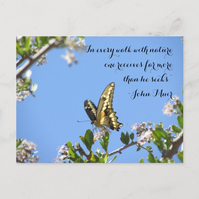 Giant Swallowtail Butterfly With John Muir Quote Postcard (Front)