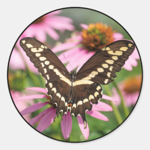 Giant Swallowtail Classic Round Sticker