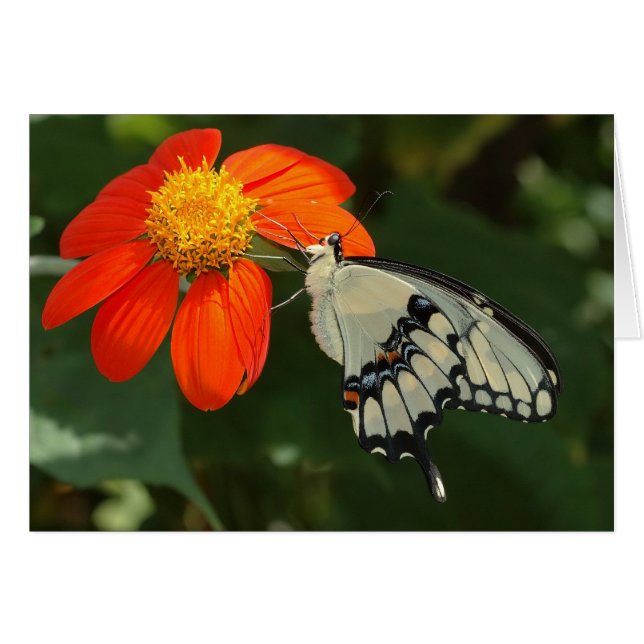 Giant swallowtail on flower (Front Horizontal)