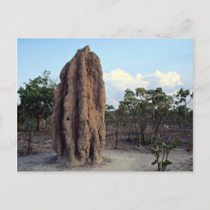 Giant termite mound, Northern Territory, Australia Postcard