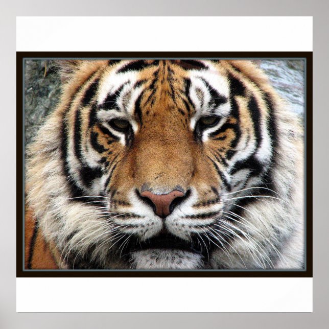 Giant Tiger Print (Front)