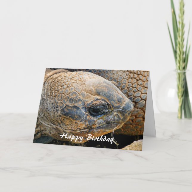 GIANT TORTOISE CARD (Front)