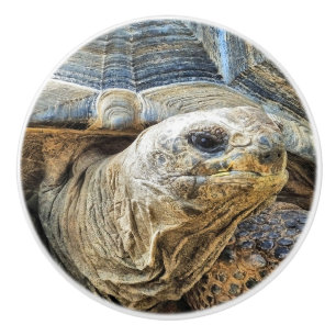 GIANT TORTOISE CERAMIC KNOB