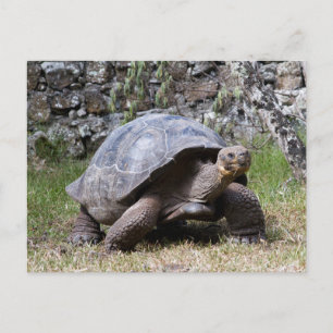 Giant Tortoise   Galapagos Postcard