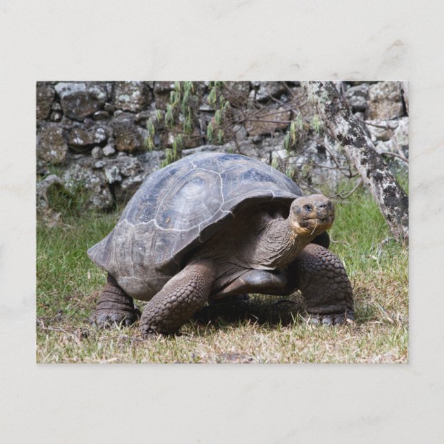 Giant Tortoise | Galapagos Postcard (Front)