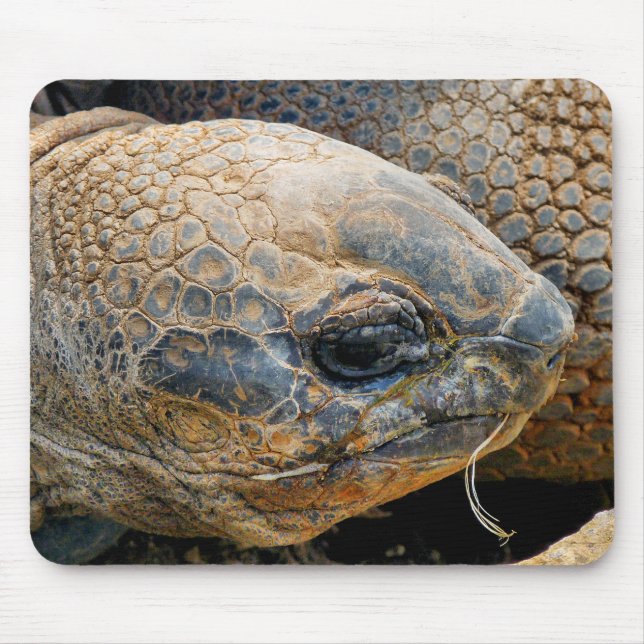 GIANT TORTOISE MOUSE MAT (Front)
