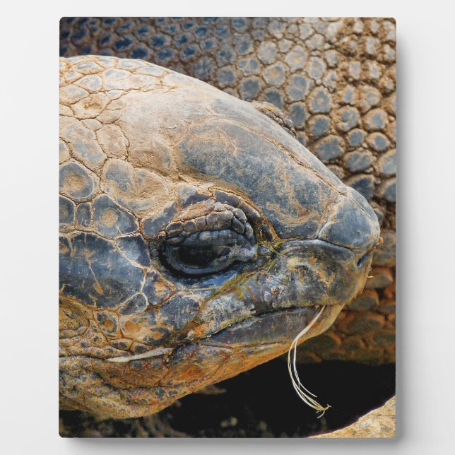 GIANT TORTOISE PLAQUE (Front)