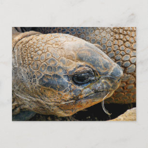 GIANT TORTOISE POSTCARD