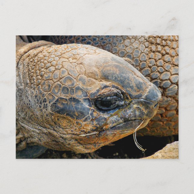 GIANT TORTOISE POSTCARD (Front)