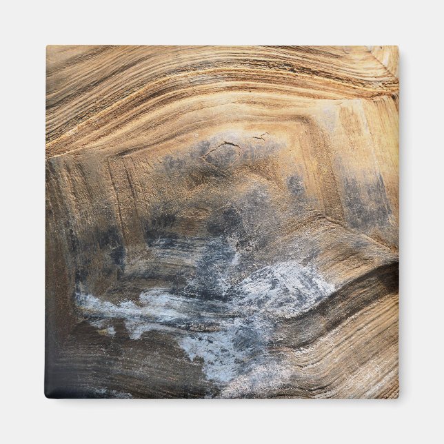 GIANT TORTOISE SHELL MAGNET (Front)