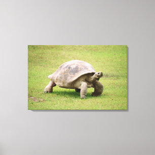 Giant Tortoise walking on grass Canvas Print
