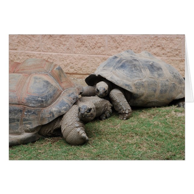 giant tortoises (Front Horizontal)
