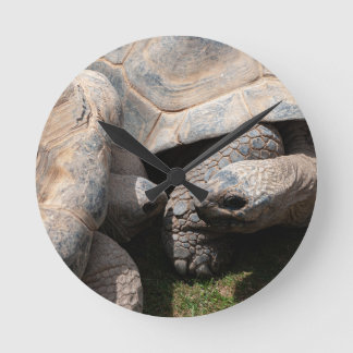 Giant Tortoises Art Photography Round Clock