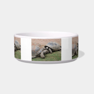 giant tortoises bowl