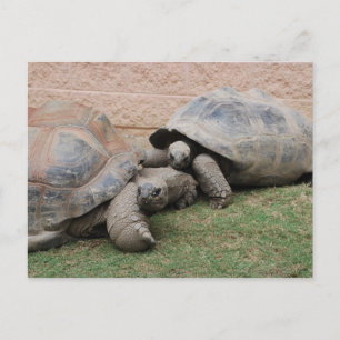 giant tortoises postcard