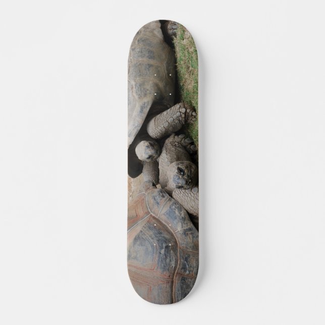 giant tortoises skateboard (Front)