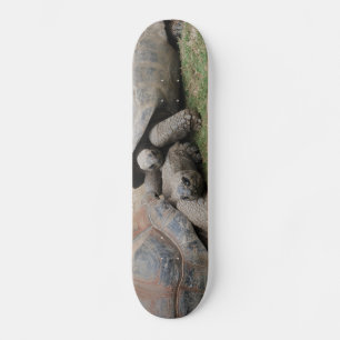 giant tortoises skateboard