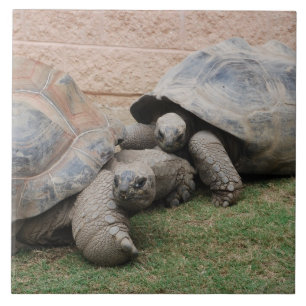 giant tortoises tile