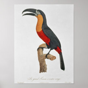 Giant Touraco, engraved by Guyard Poster