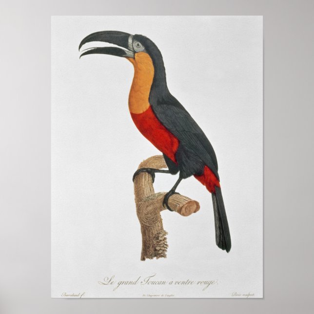 Giant Touraco, engraved by Guyard Poster (Front)