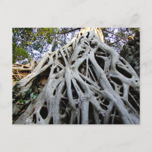 Giant Tree Roots, Temples, Ancient Cambodia Postcard