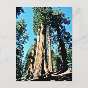 Giant Trees - Sequoia National Forest Postcard