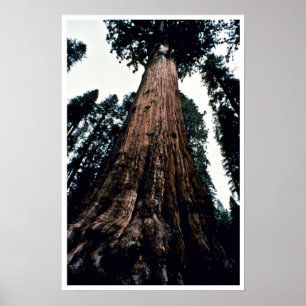 Giant Trees - Sequoia National Park Poster