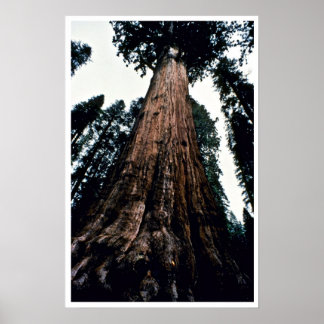 Giant Trees - Sequoia National Park Poster