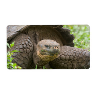 Giant turtle