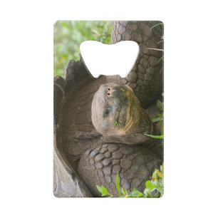 Giant turtle
