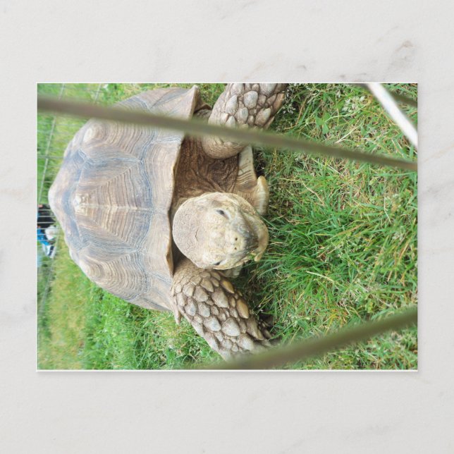 Giant Turtle, 1 Postcard (Front)