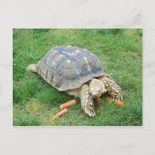 Giant Turtle 2 Postcard